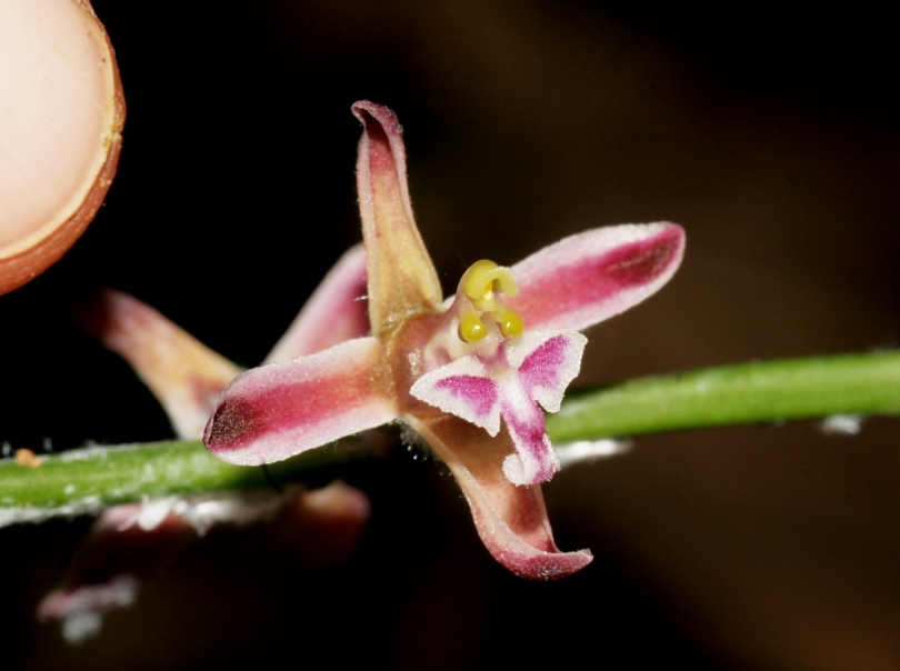 Image of Acriopsis liliifolia specimen.