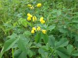 Thermopsis lupinoides