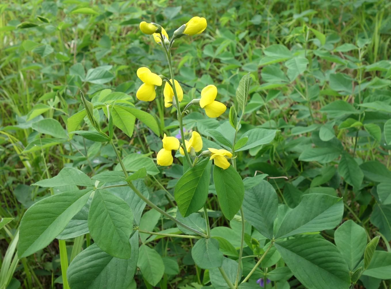 Изображение особи Thermopsis lupinoides.