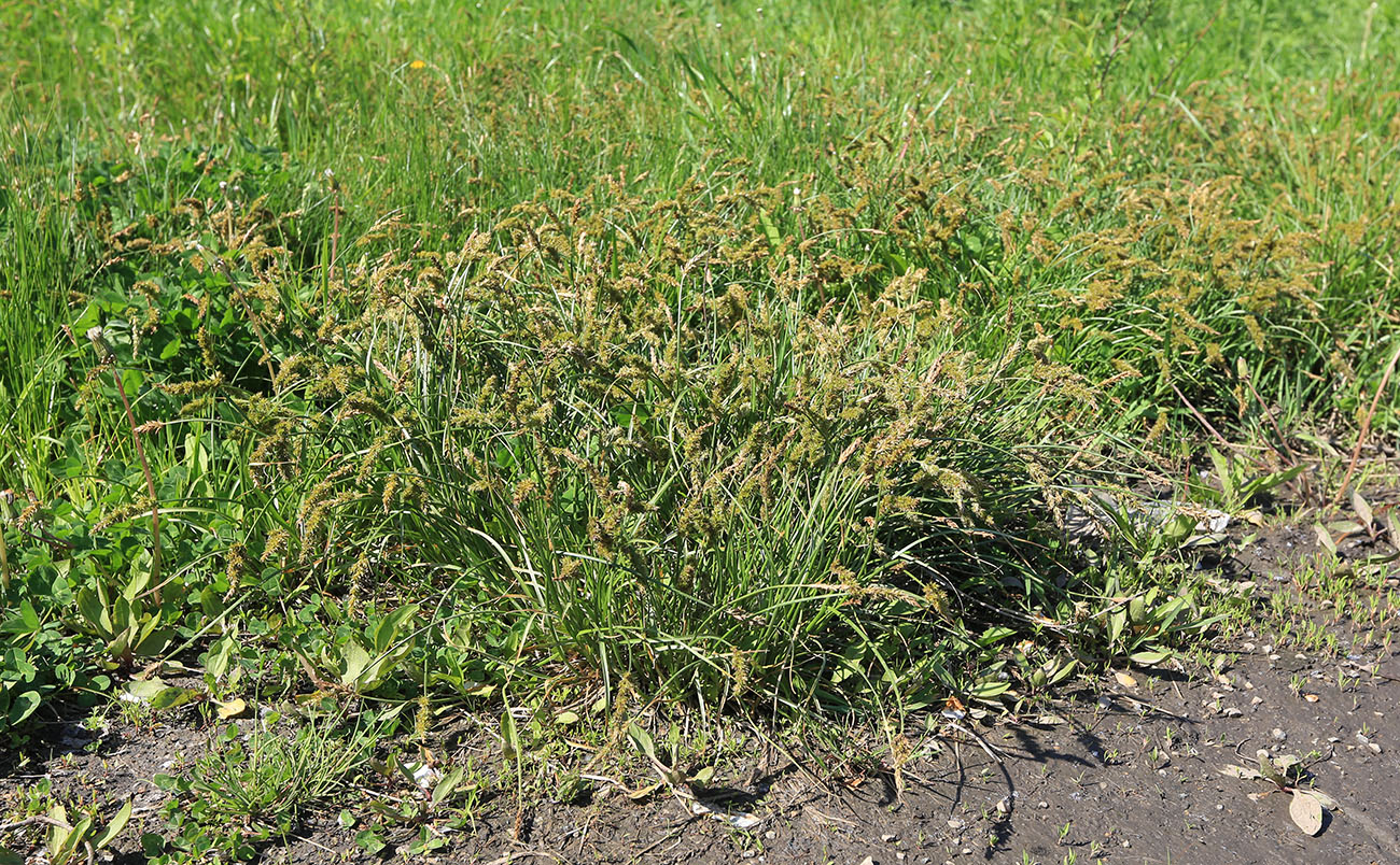 Image of Carex laevissima specimen.