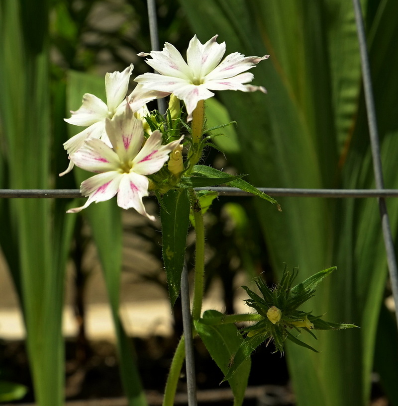 Изображение особи Phlox drummondii.