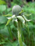 Taraxacum officinale. Нераскрывшееся соцветие. Свердловская обл., окр. г. Среднеуральск, дер. Коптяки, опушка смешанного леса. 13.06.2010.