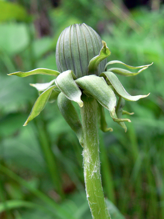 Изображение особи Taraxacum officinale.
