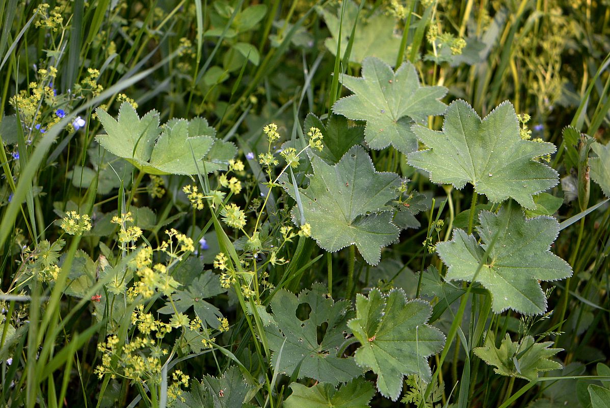 Изображение особи Alchemilla micans.