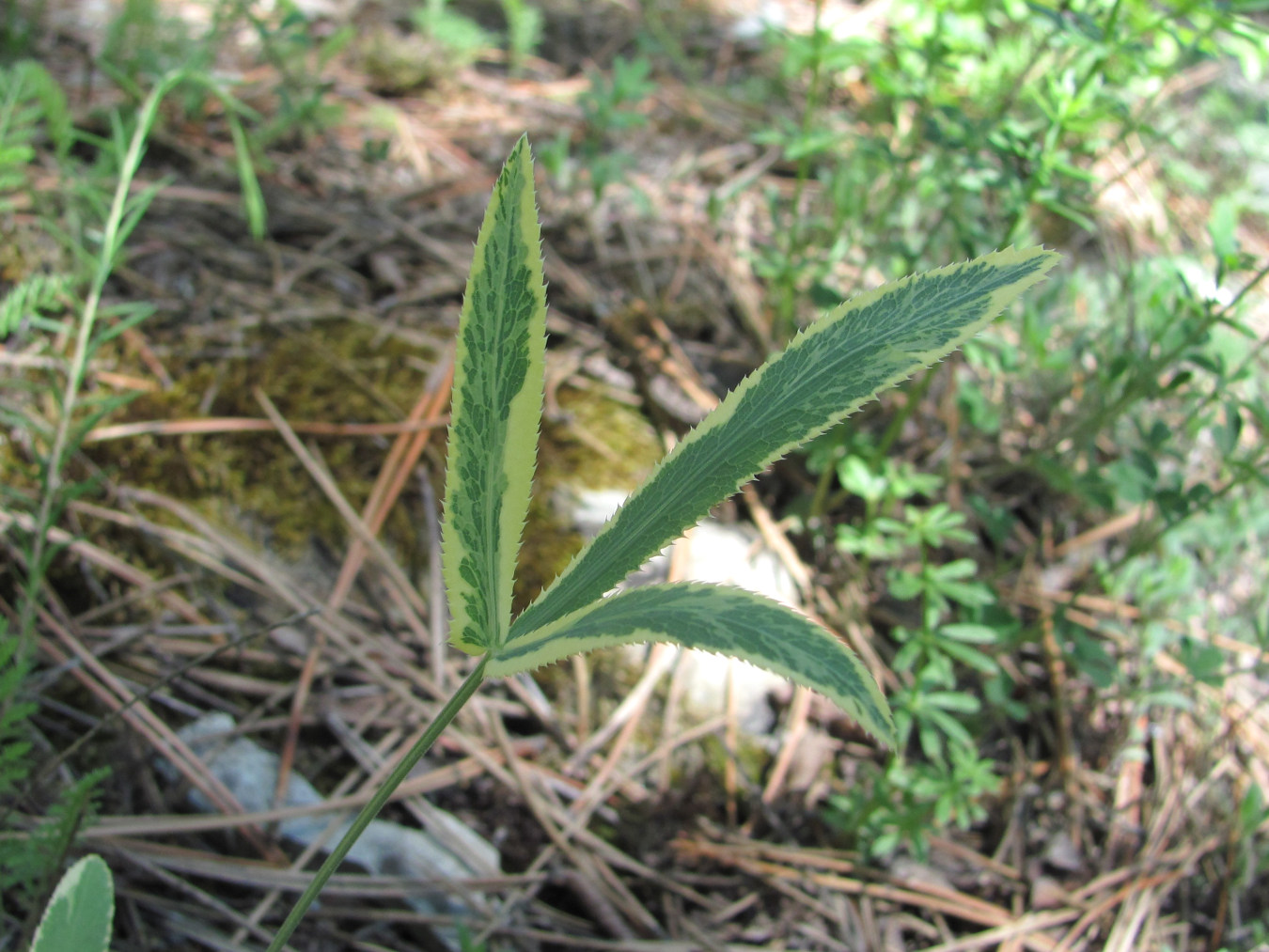 Изображение особи Falcaria vulgaris.