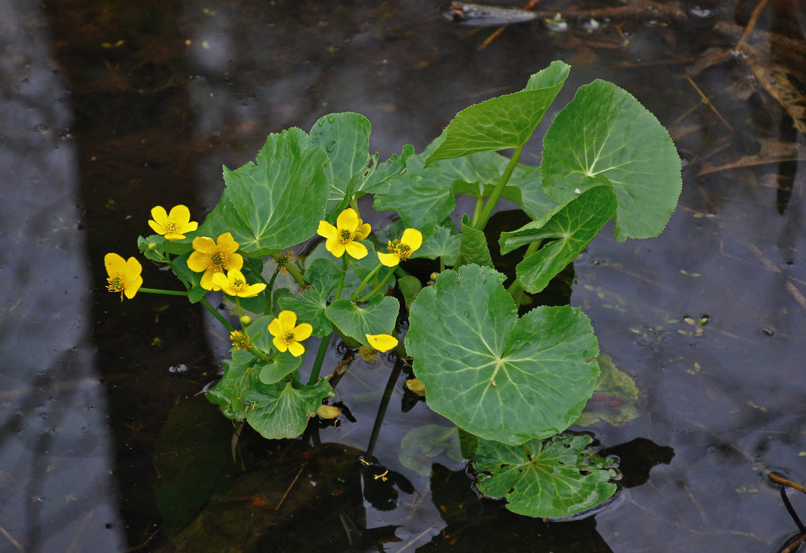 Image of Caltha palustris specimen.