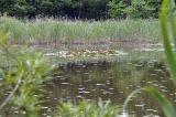 род Nymphaea. Цветущие растения. Приморье, Находкинский городской округ, окр. пос. Ливадия, озерцо у дороги. 19.07.2020.