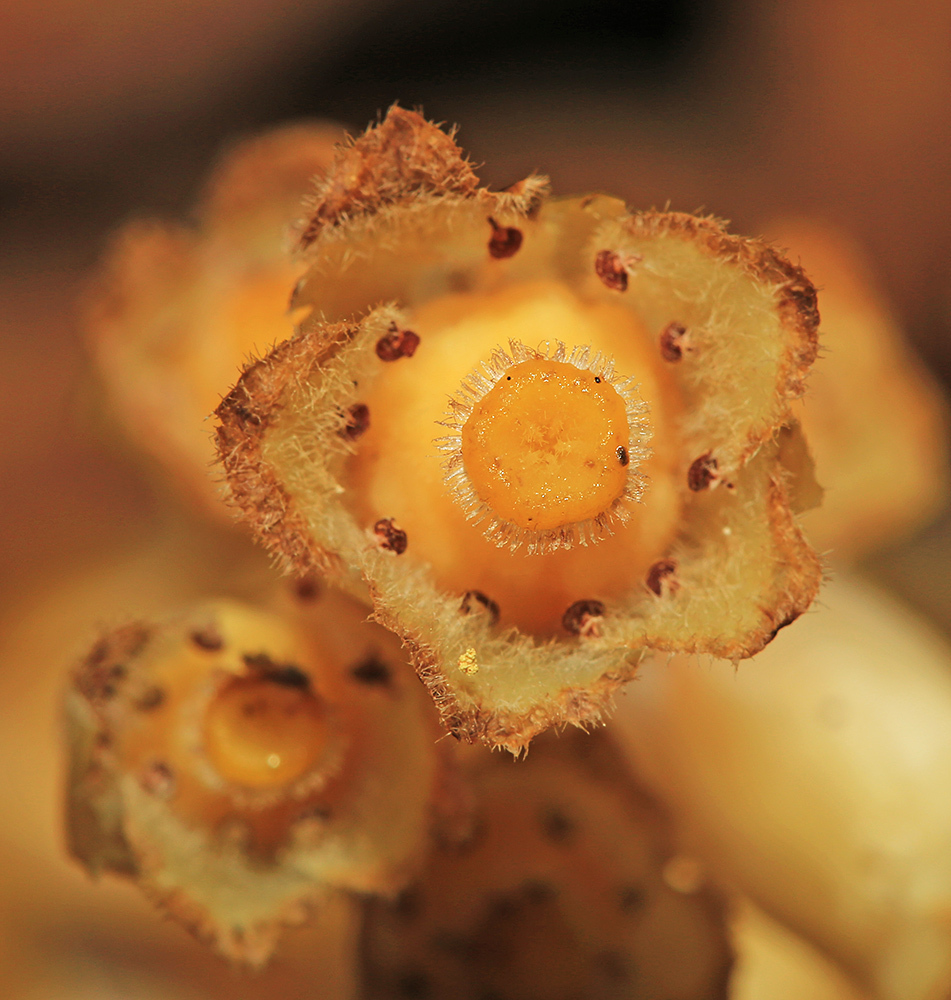 Image of Hypopitys monotropa specimen.