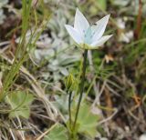 Lomatogonium carinthiacum