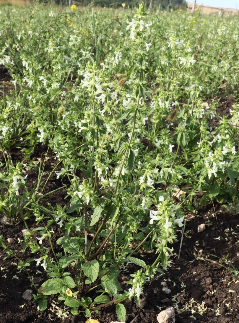 Image of Stachys annua specimen.