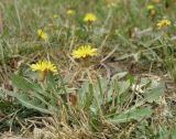 Taraxacum bessarabicum. Цветущее растение. Север Краснодарского края, пастбище в пойме р. Челбас у станицы Крыловская (Крыловка). 07.09.2010.