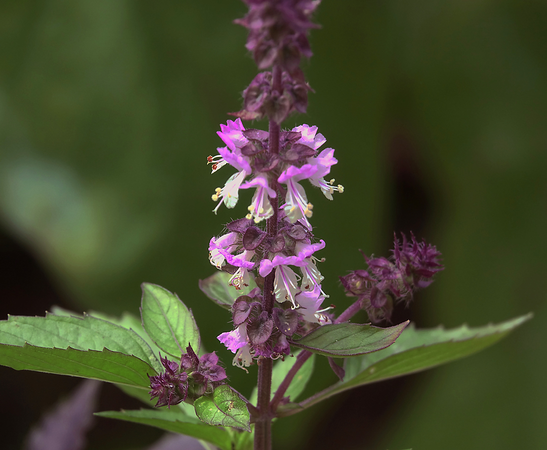 Изображение особи Ocimum basilicum.