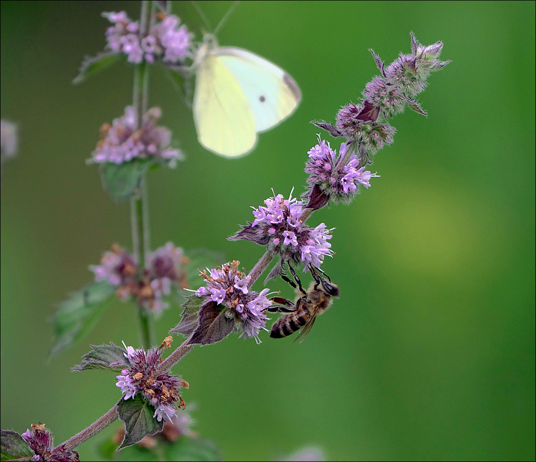 Изображение особи род Mentha.