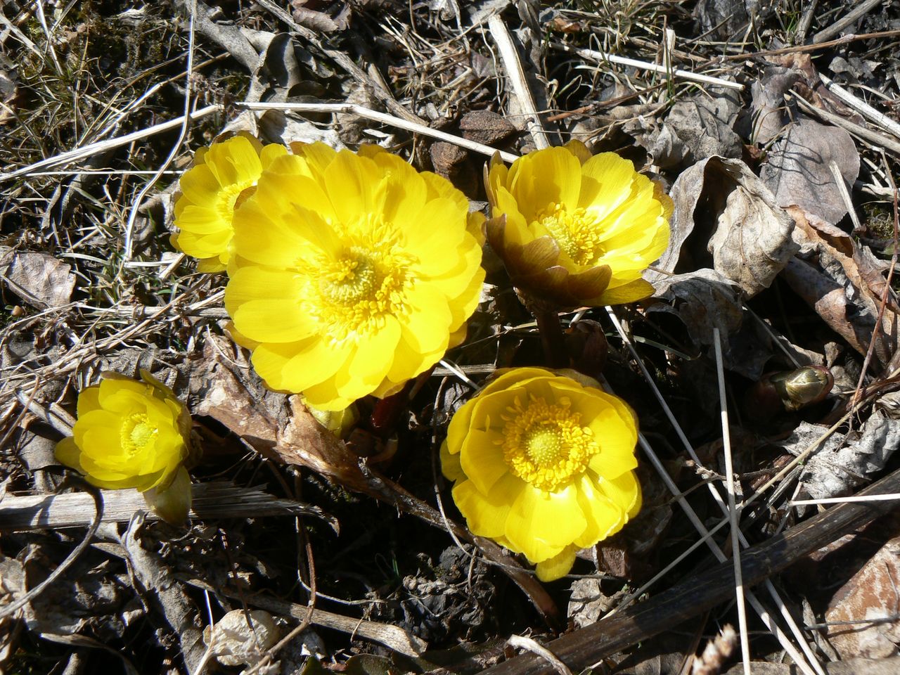 Image of Adonis amurensis specimen.