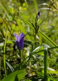 Gentiana pneumonanthe. Верхушки цветущего и доцветающего побегов. Башкортостан, Гафурийский р-н, Имендяшевский сельсовет, окр. дер. Таш-Асты, долина р. Зилим в окр. Киндерлинской пещеры, зарастающий луговой растительностью галечник. 5 сентября 2020 г.