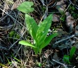 Smilacina trifolia