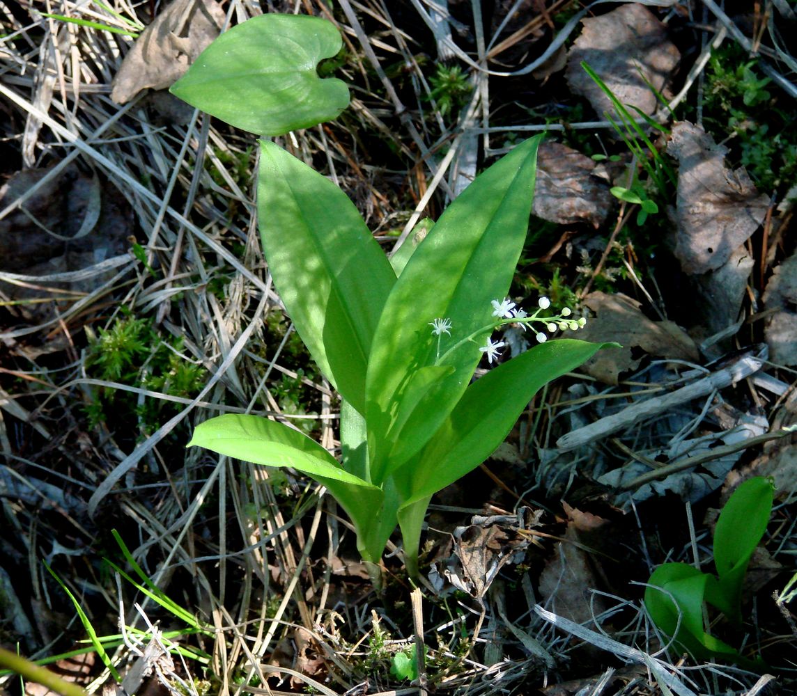 Изображение особи Smilacina trifolia.