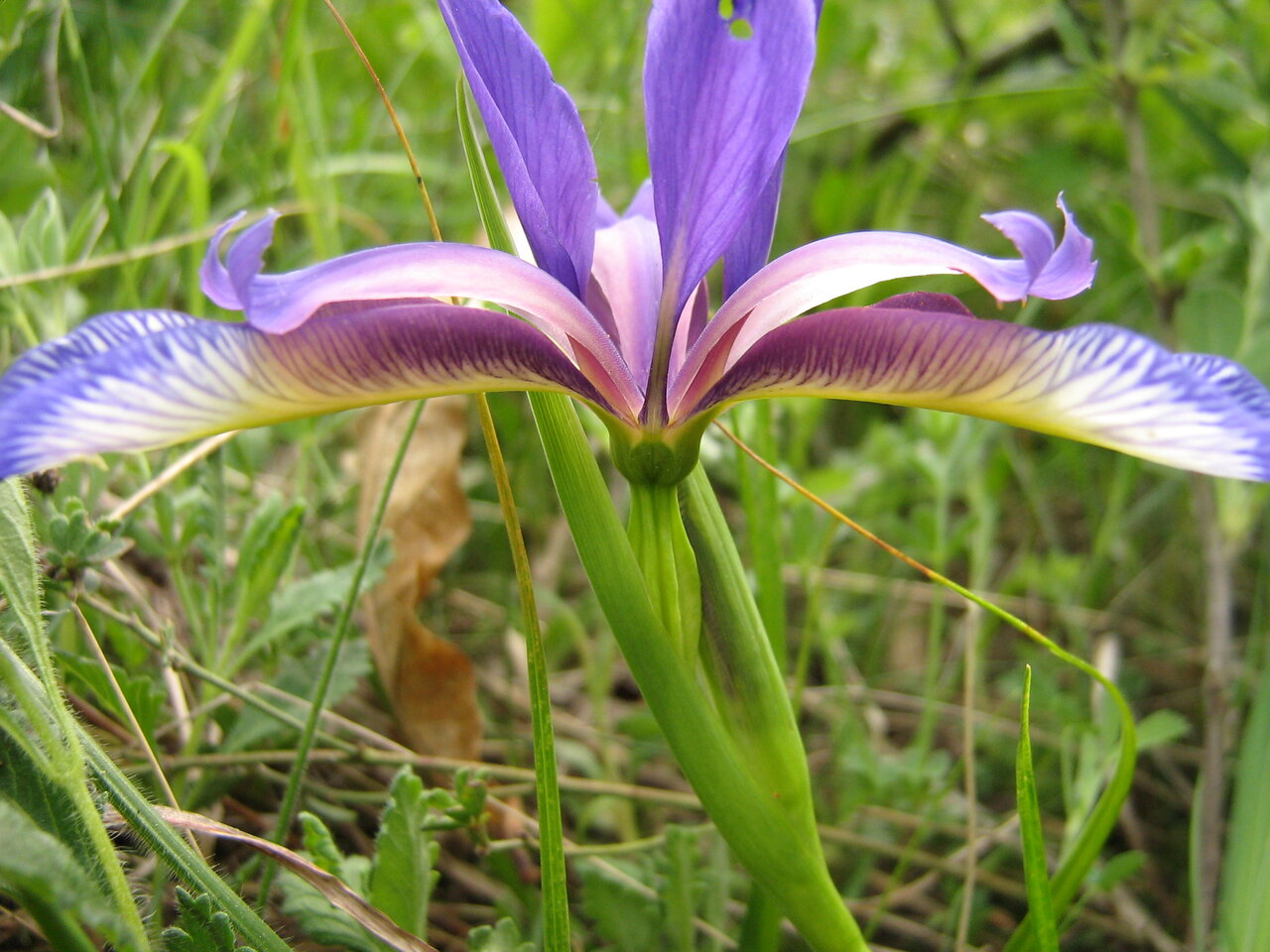 Image of Iris graminea specimen.