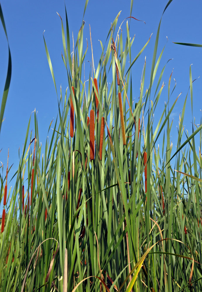 Изображение особи Typha angustifolia.