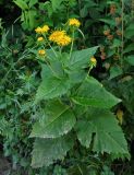 Telekia speciosa