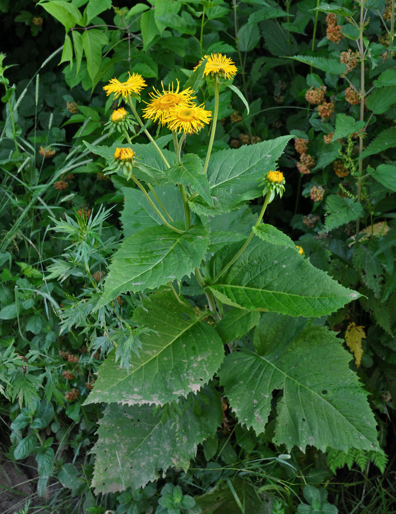 Изображение особи Telekia speciosa.