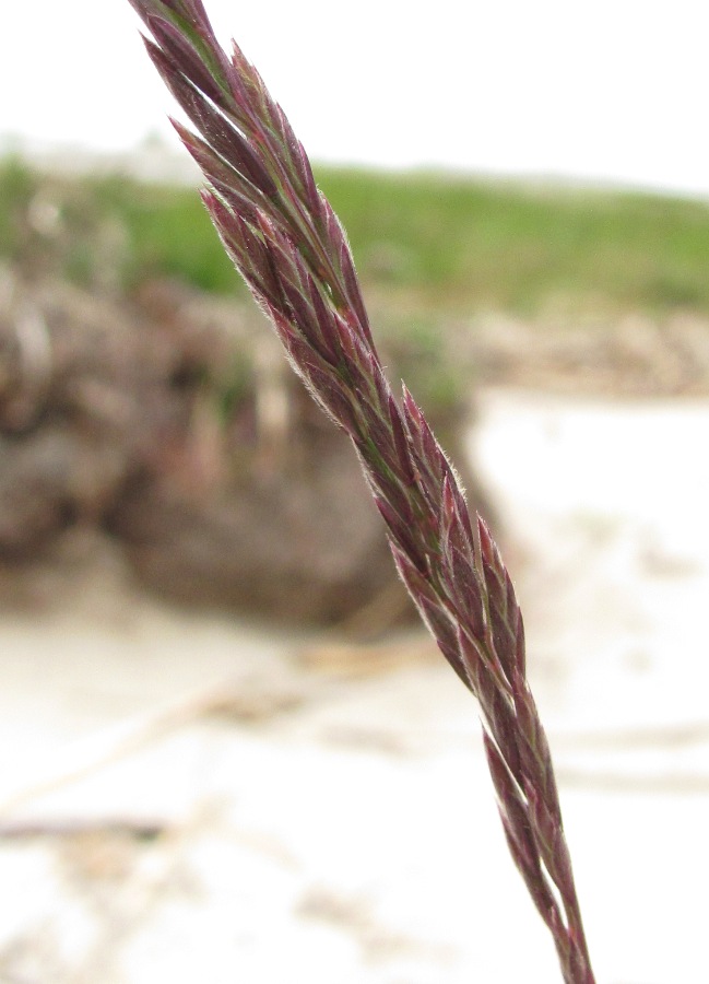 Image of Festuca arenaria specimen.