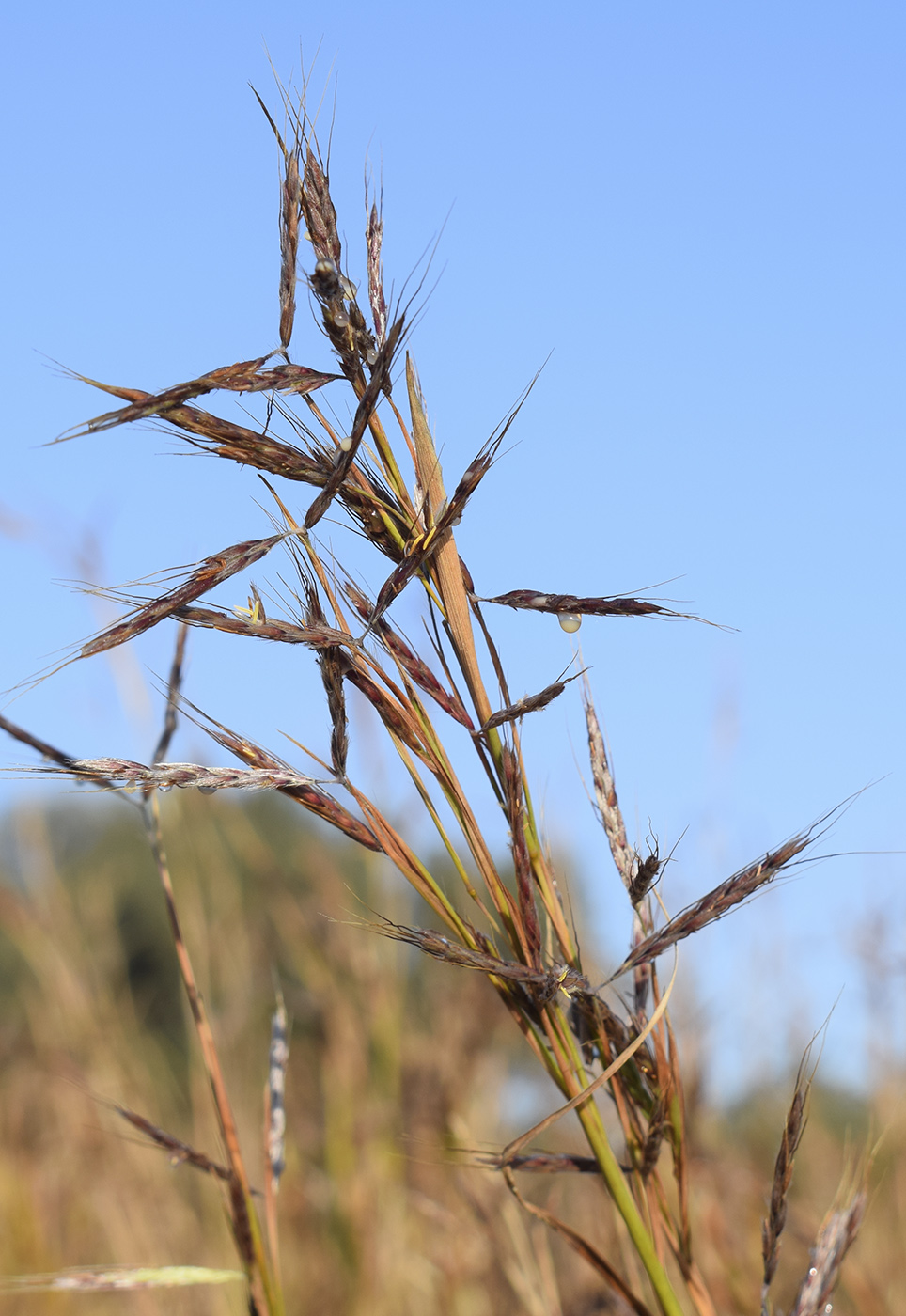 Image of Hyparrhenia hirta specimen.