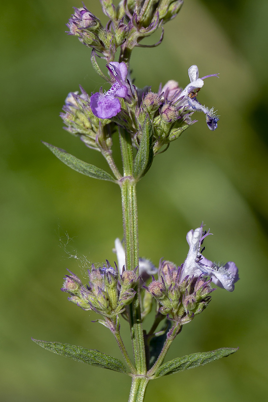 Image of Nepeta nuda specimen.