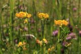 Lotus corniculatus