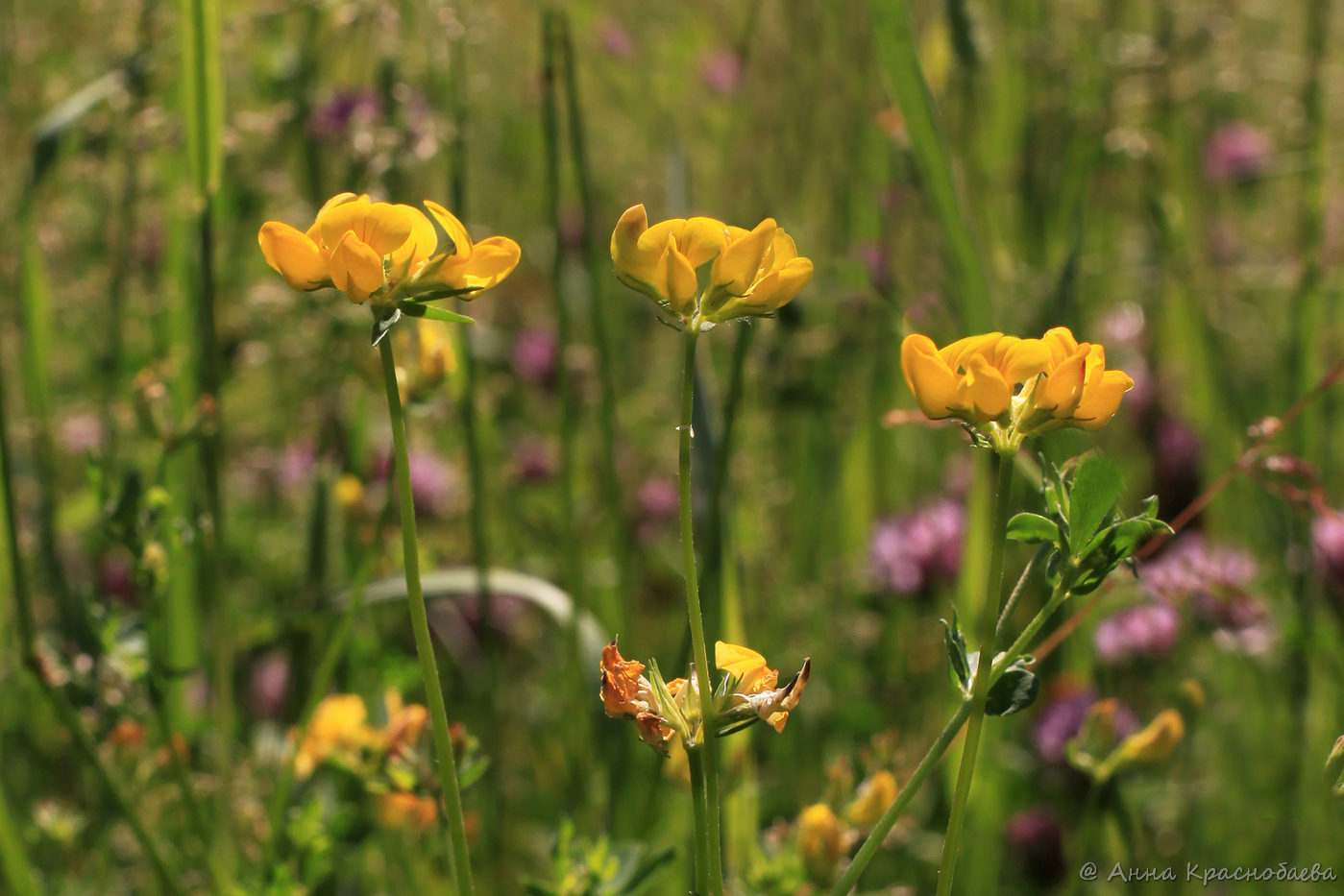 Изображение особи Lotus corniculatus.