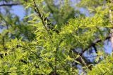 Taxodium distichum