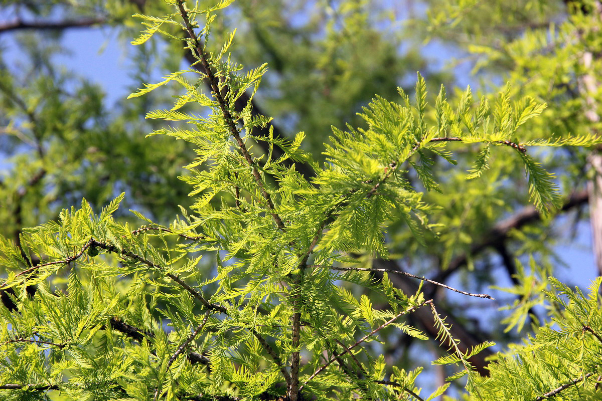 Изображение особи Taxodium distichum.