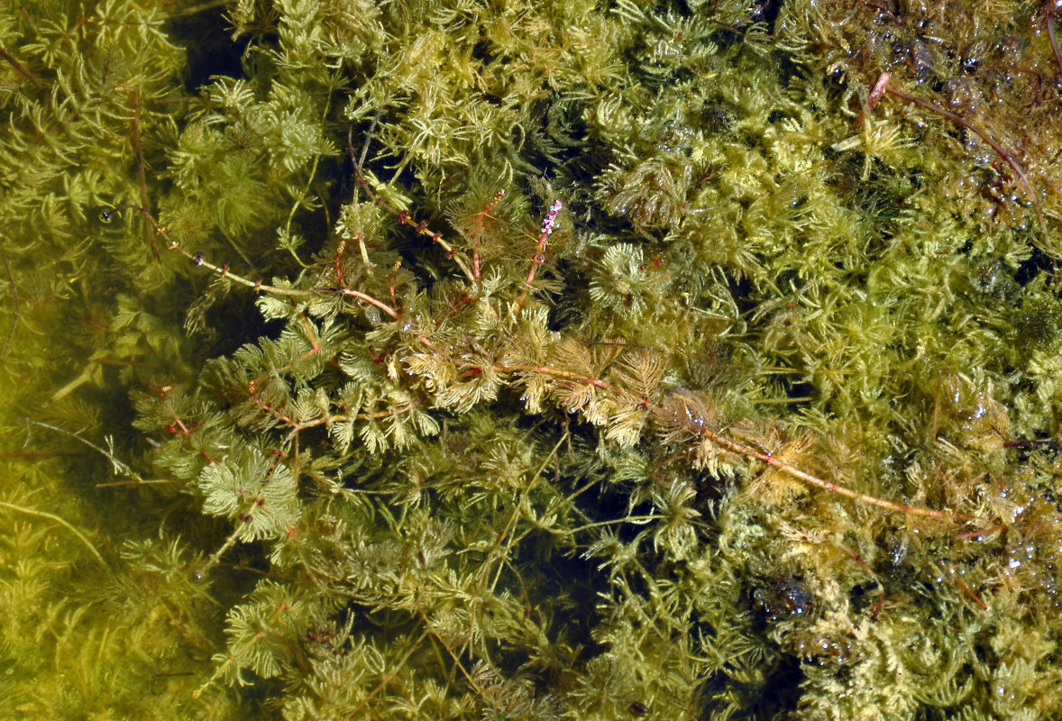 Изображение особи род Myriophyllum.