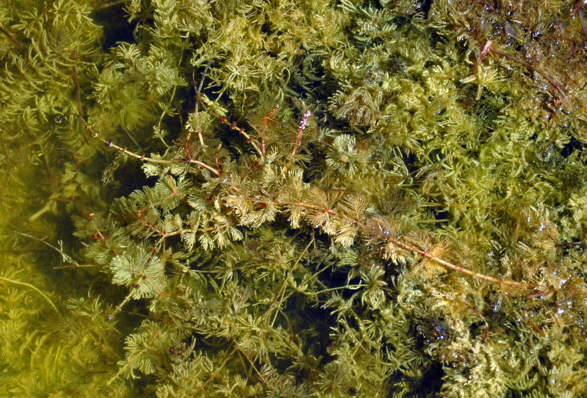 Изображение особи Myriophyllum spicatum.