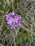 Primula farinosa