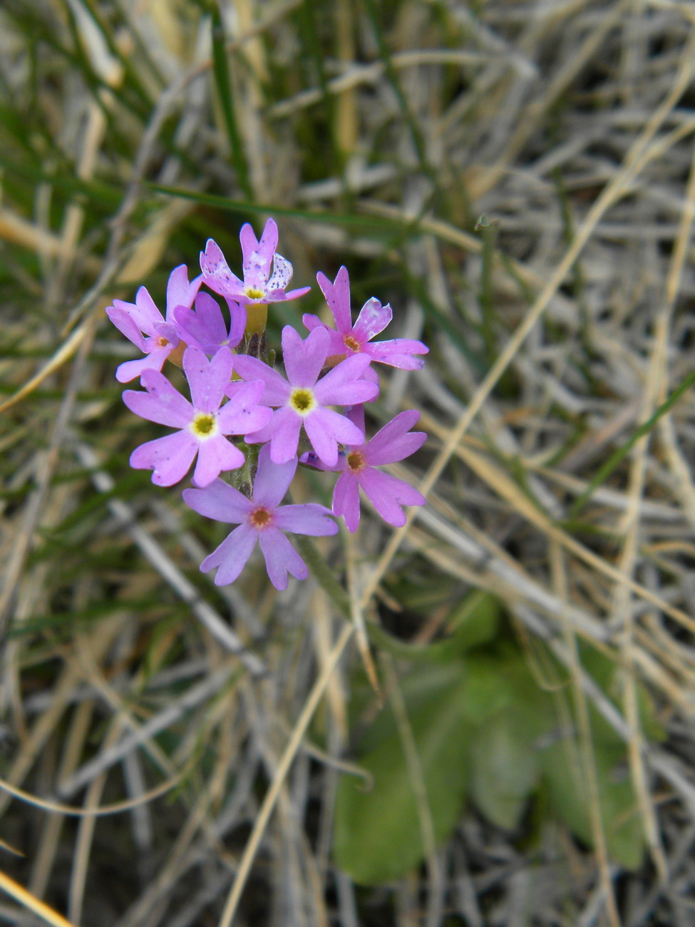 Изображение особи Primula farinosa.