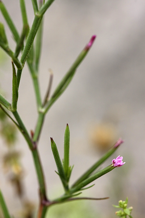 Image of Velezia rigida specimen.