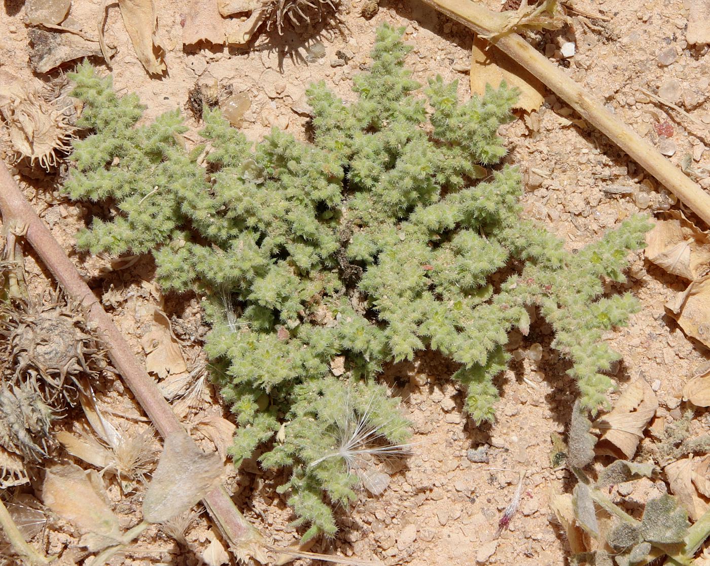 Image of Herniaria cinerea specimen.