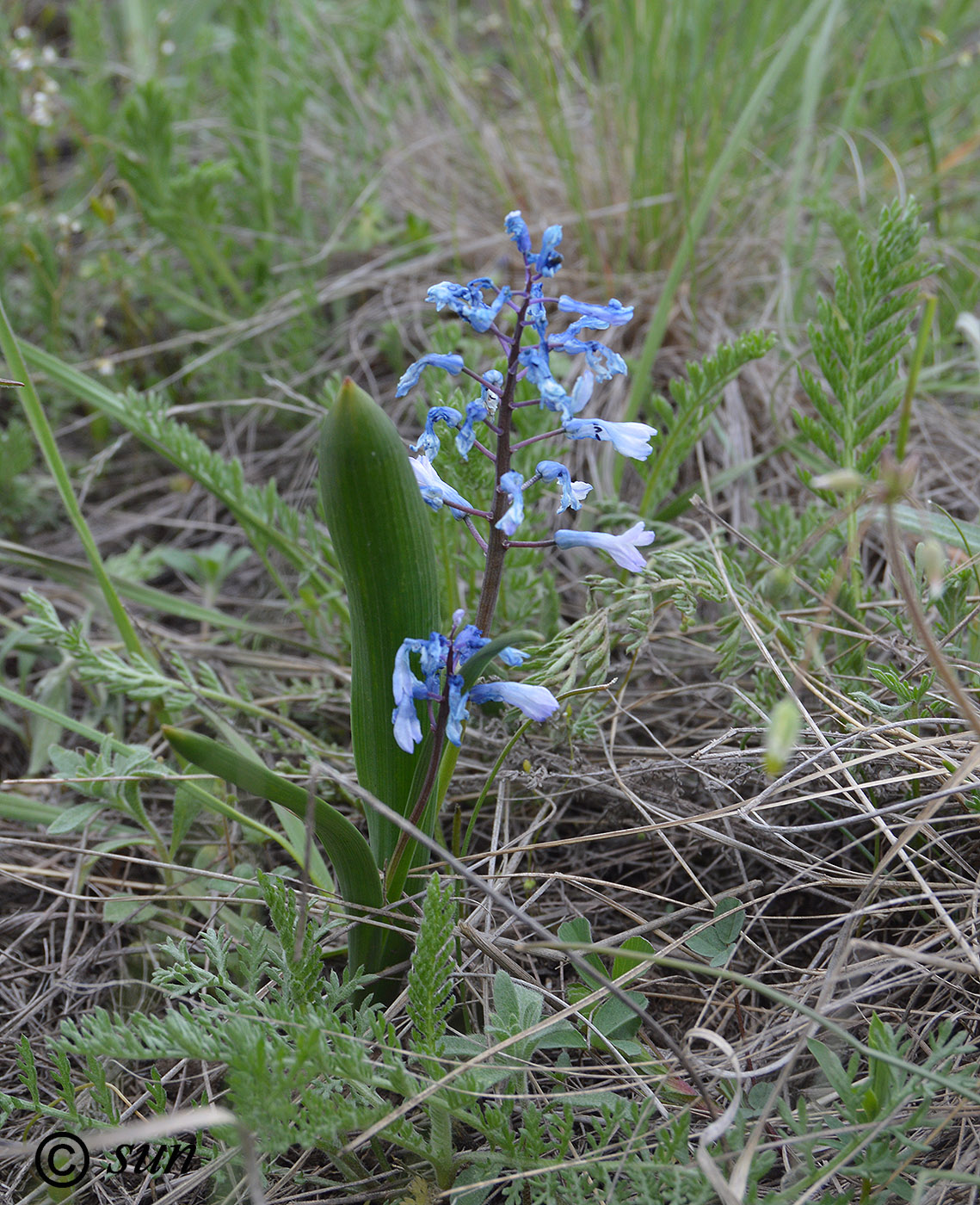 Image of Hyacinthella leucophaea specimen.