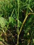 Allium rotundum