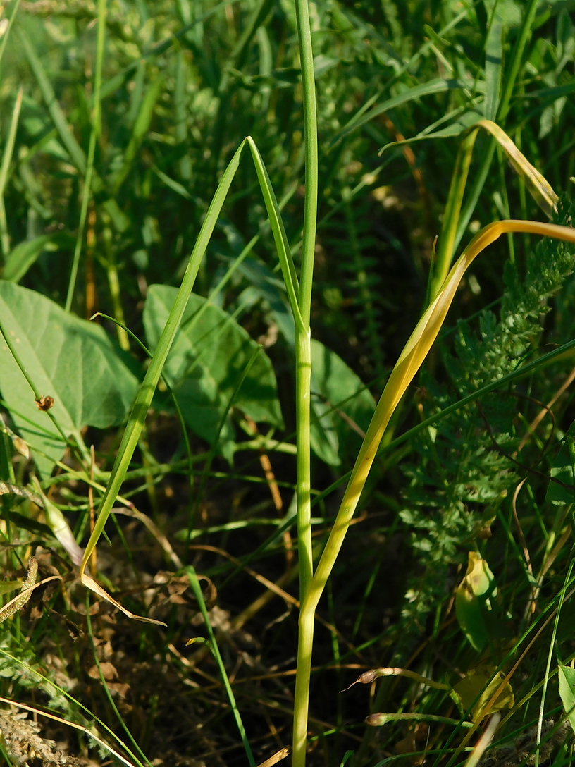 Image of Allium rotundum specimen.