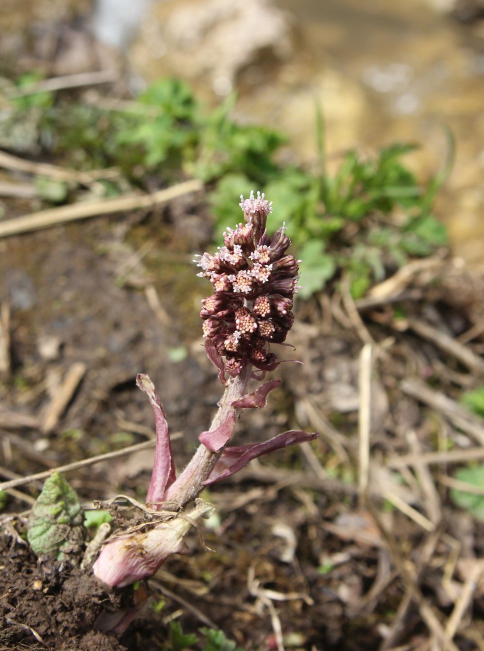 Image of Petasites hybridus specimen.