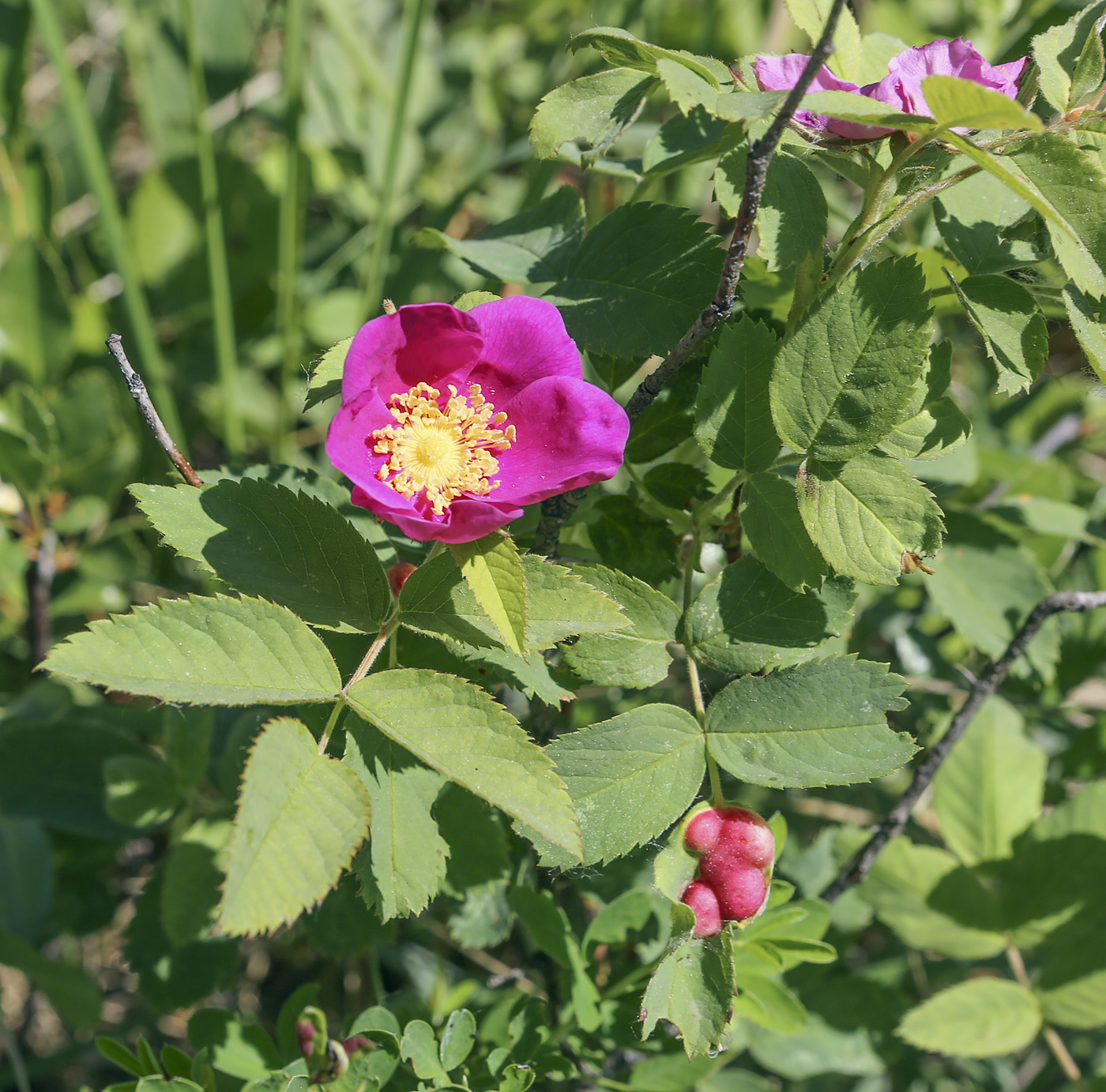 Изображение особи Rosa glabrifolia.