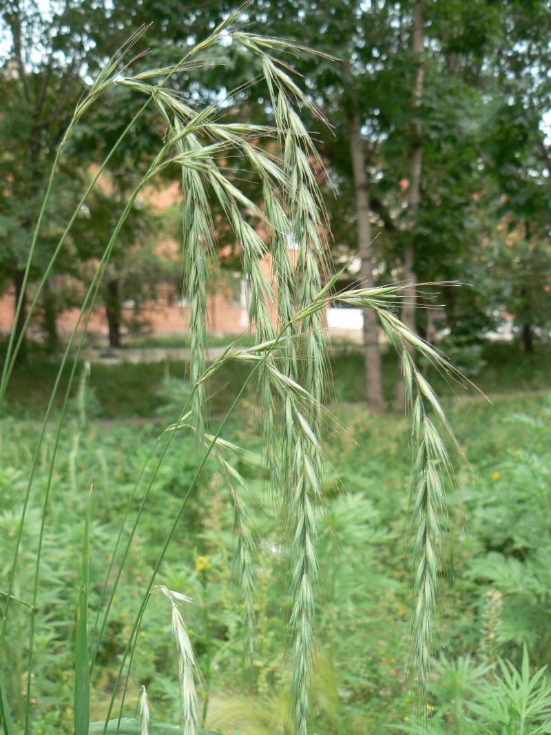 Image of Elymus sibiricus specimen.