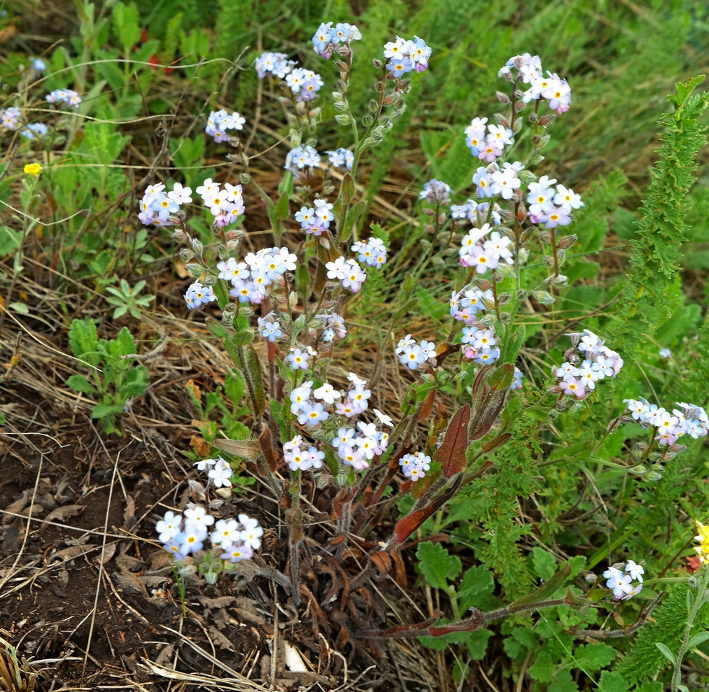 Изображение особи Myosotis lithospermifolia.