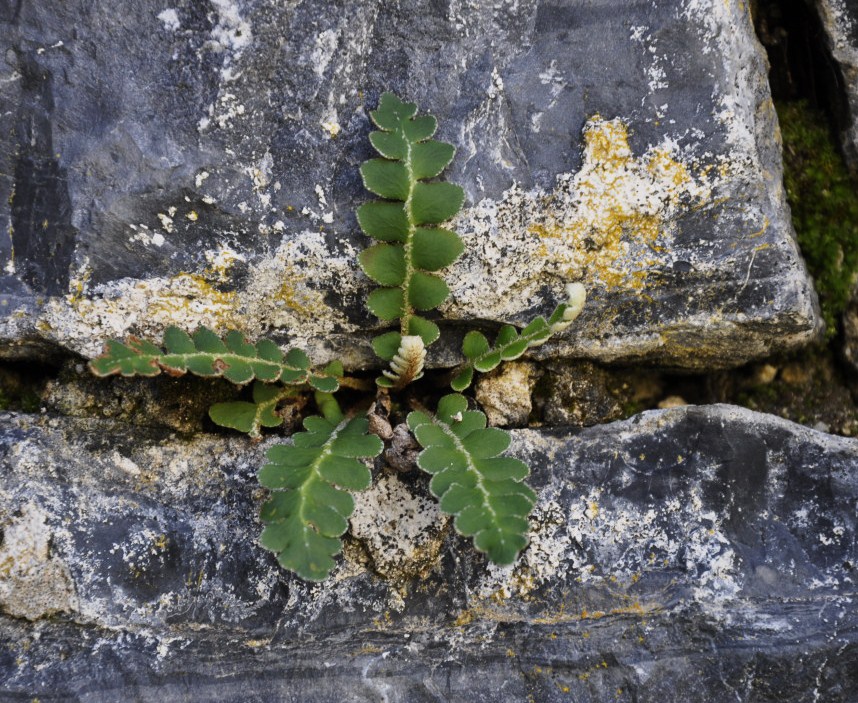 Image of Ceterach officinarum specimen.