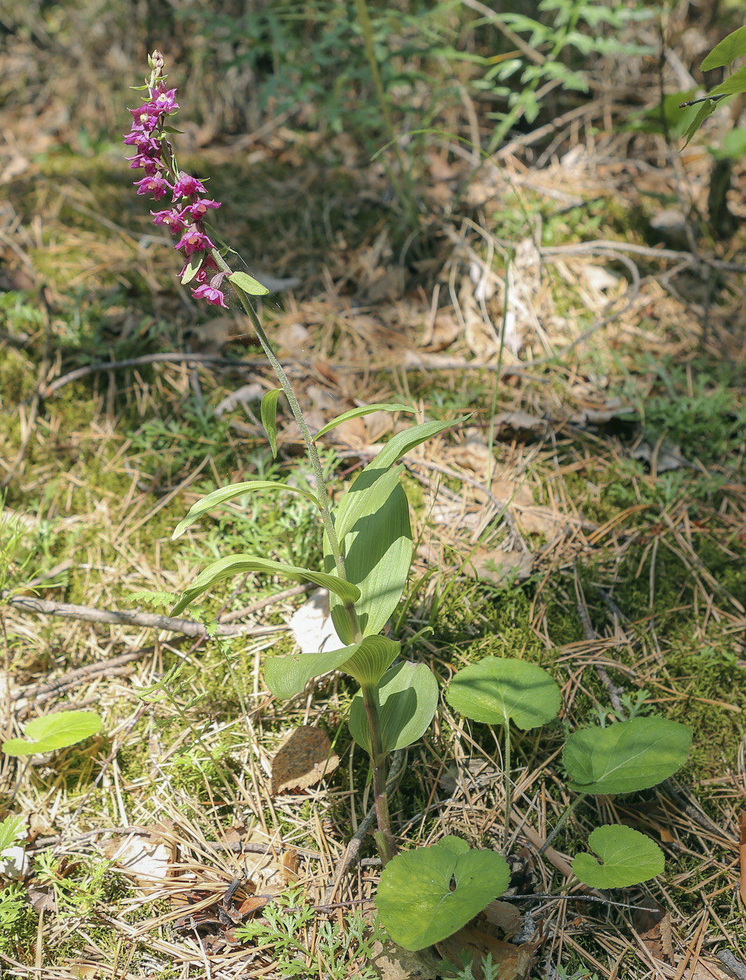 Image of Epipactis atrorubens specimen.