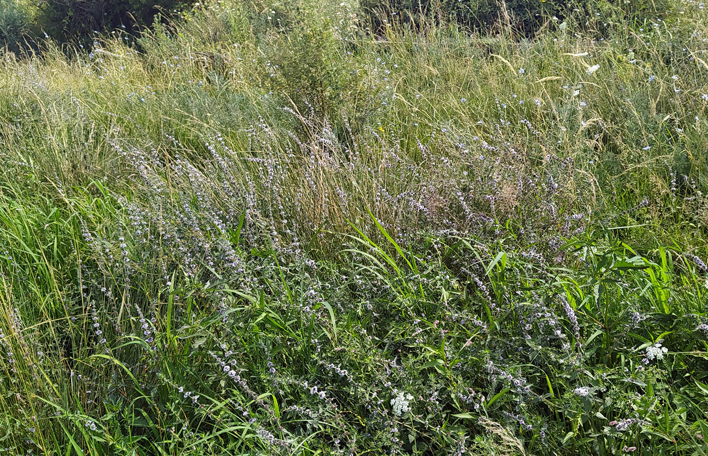 Image of Mentha &times; interrupta specimen.