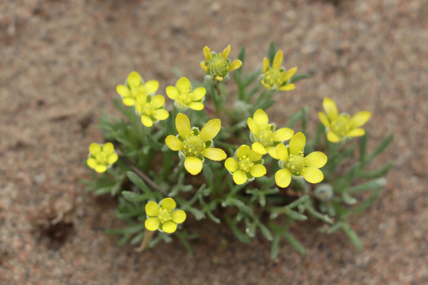 Изображение особи Ceratocephala falcata.