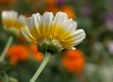 Glebionis coronaria